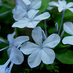 фото "Blue flowers"