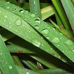 photo "after a rain"