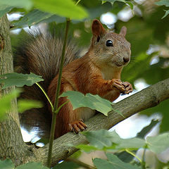 photo "The Squirrel"