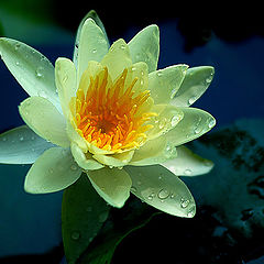 photo "Yellow Lotus"
