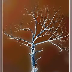 photo "Dried tree"