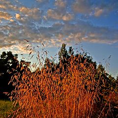 photo "Color of the fall"