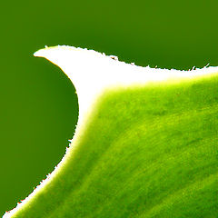 photo "Abstract green macro with graceful thorn"