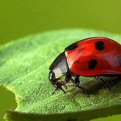 photo "lady-bird"