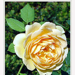 photo "English rose : golden celebration"