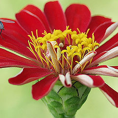 фото "Fly on the flower"