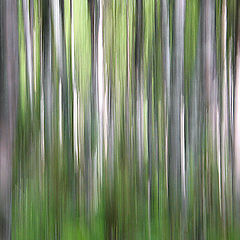 фото "In the forest"