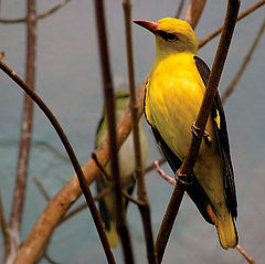 фото "yellow ptica"