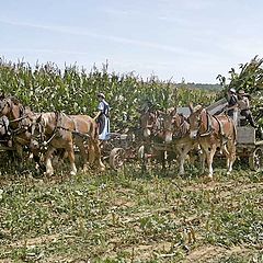 фото "The cutting of the Corn"