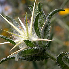 photo "Thorns"