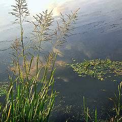 photo "Autumn water color"