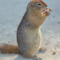 photo "The Breakfast"