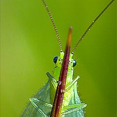 photo "tiny monsters 9"