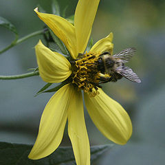 фото "Bumblebee on a flower"