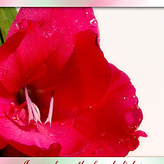 photo "In a red mouth of a gladiolus"