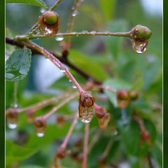 photo "Borning"