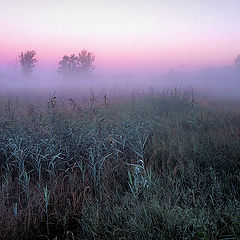 photo "Morning on a bog..."