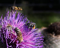 photo "... Thistle ..."