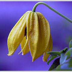 photo "clematis tangutica"