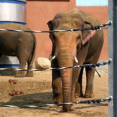 photo "ZOO "Elephants in jail?""