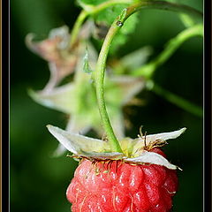 photo "Raspberry of second harvest"