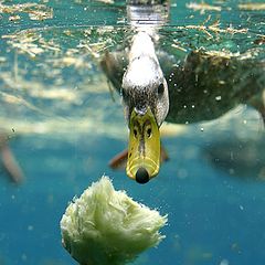 photo "A duck and cabbage stump"