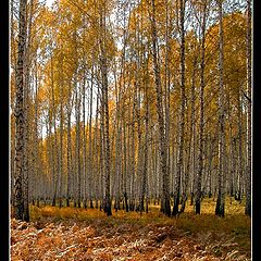 фото "Папоротник"