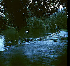 photo "Lonely swan"