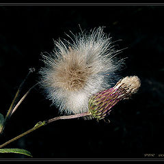 photo "Old and Young"