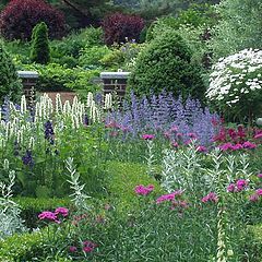 фото "Perennials garden at the NYBG"