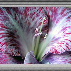 фото "speckled gladioli"