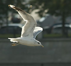 photo "A seagull in the town"