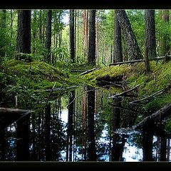 photo "Forest story"