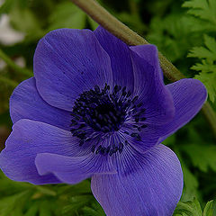 photo "Blue Poppy"