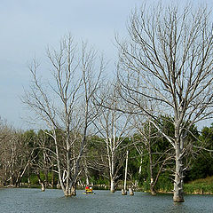 photo "Water walks on a wood"