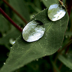 photo "The Green Mirror"