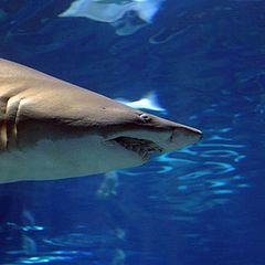 photo "Shark in aquarium"