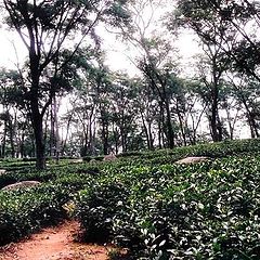 фото "Palampur Tea Gardens"