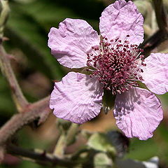 фото "The blackberry blossoms"