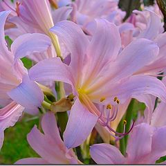 photo "The purity of Lilies"