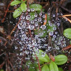 photo "Web after a rain"