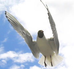 photo "Joy of the sea gull"