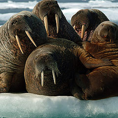 фото "Happy Family"