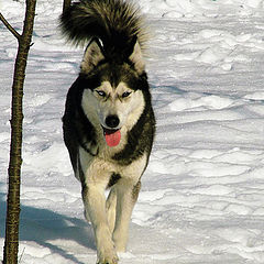 photo "husky"