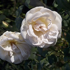 photo "Two white roses. Last beams of old summer. I study"