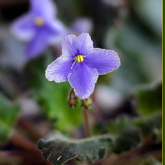 photo "Still a violet:)"