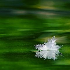 photo "Quill"