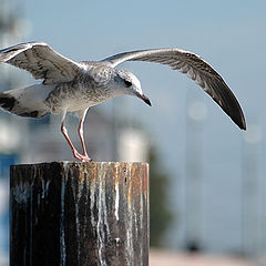 photo "The Wings"