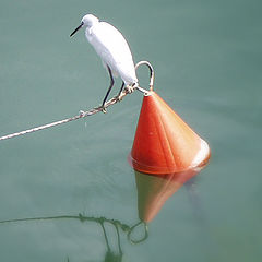 photo "Jaffa`s bird"