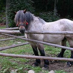 photo "horse"
